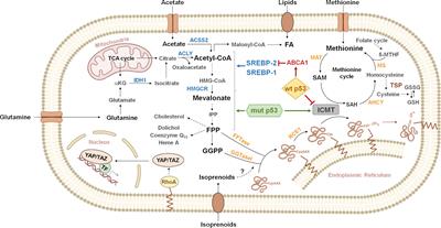 Beyond the Mevalonate Pathway: Control of Post-Prenylation Processing by Mutant p53